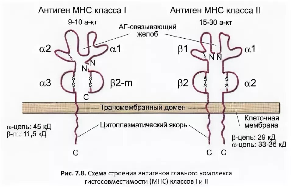 Специфичность антигена. Строение главного комплекса гистосовместимости 1 класса. Комплекс антиген антитело схема. Антитела против иммуноглобулина. К 9 антигенам.