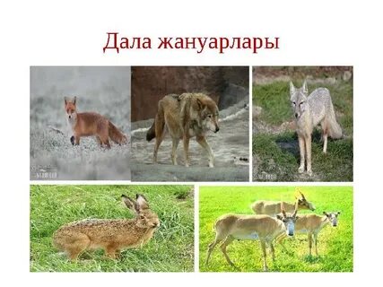 Есекті жалау фотолары