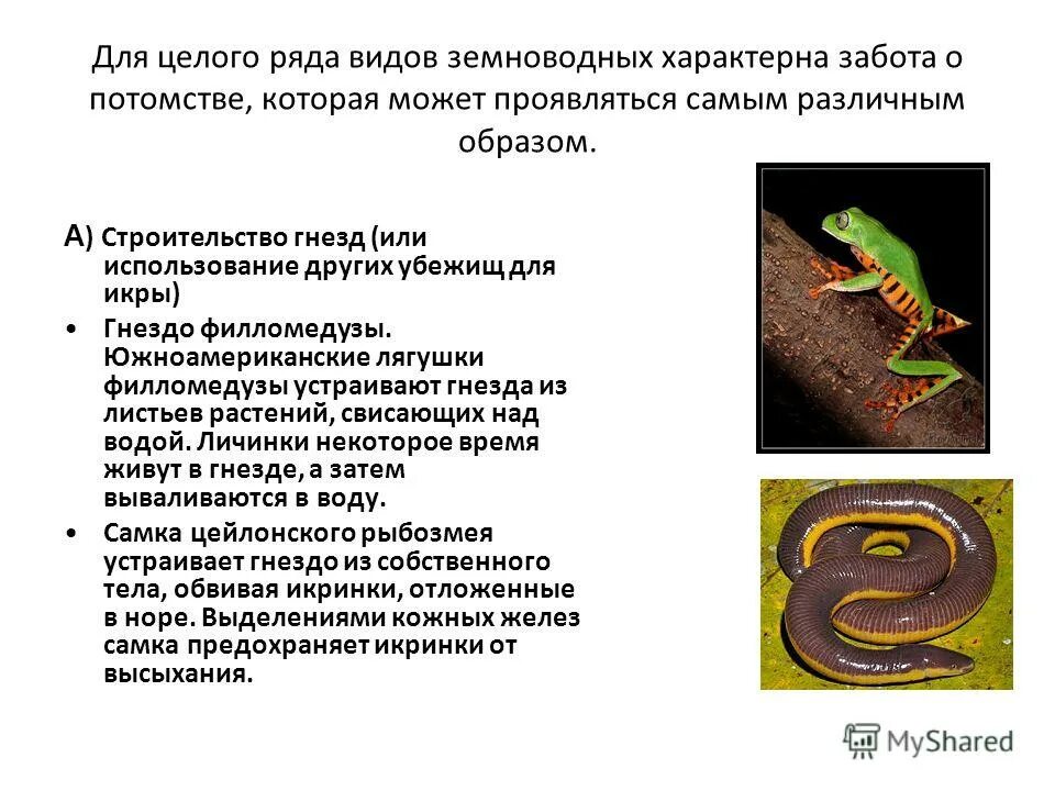Цикл развития земноводных схема. Земноводные оплодотворение внутреннее или наружное. Лягушка развитие с полным превращением. Последовательность развития головастика лягушки. Модель развития лягушки 3 класс.