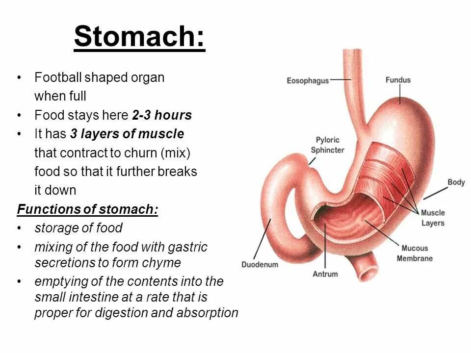 Желудок анатомия человека. Желудок анатомия человека. Stomach перевод на русский. Stomach перевод на русский. Желудок анатомия человека.