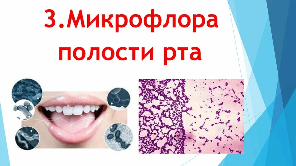 Среда полости рта. Микрофлора ротовой полости. Микробиота ротовой полости. Микробиоценоз ротовой полости.