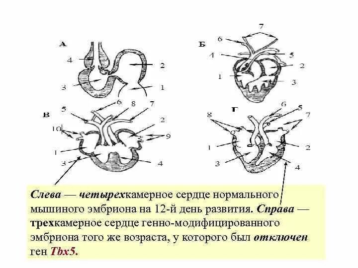 Хордовые четырехкамерное сердце. Четырехкамерное сердце сформировалось в процессе эволюции у. Четырехкамерное сердце характерно для. Филогенез кровеносной системы хордовых кратко. Эволюция кровеносной системы хордовых.