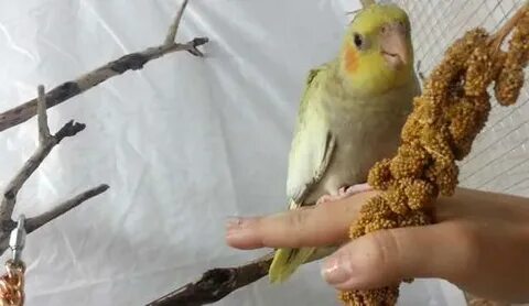 Как приучить попугая кореллу к рукам