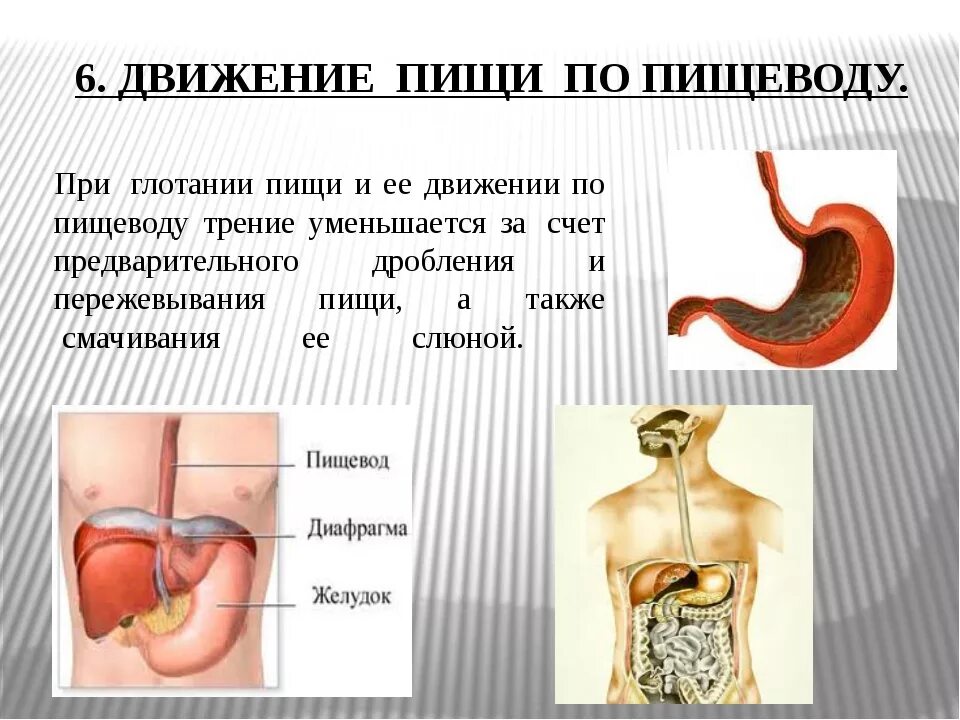 Как проходит пища по пищеводу. Затруднение прохождения пищи по пищеводу. Не проходит пища по пищеводу. Непроходимость пищевода. Боль в желудке при глотании