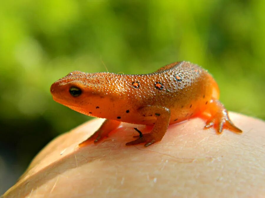 Тритон де. Обыкновенный тритон (triturus vulgaris). Оранжевая саламандра. Тритон де. Тритон де.