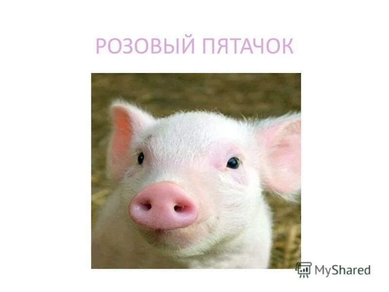 Розовый пятачок. Розовый пятачок. Винни пух дисней герои. Розовый пятачок. Хрюня из винни пуха.