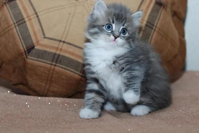 Возьмем кошечку