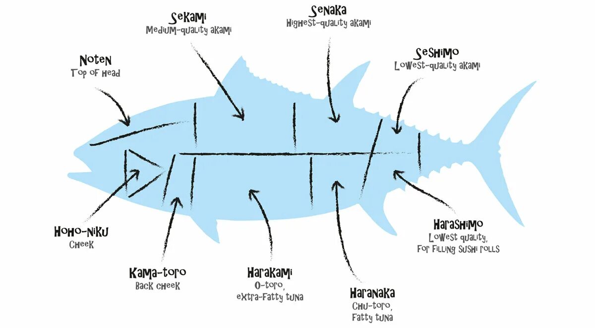 Части рыбы схема разделки. Разделка тунца схема. Строение тунца. Название частей рыбы. Какие отношения складываются между тунцом и китом