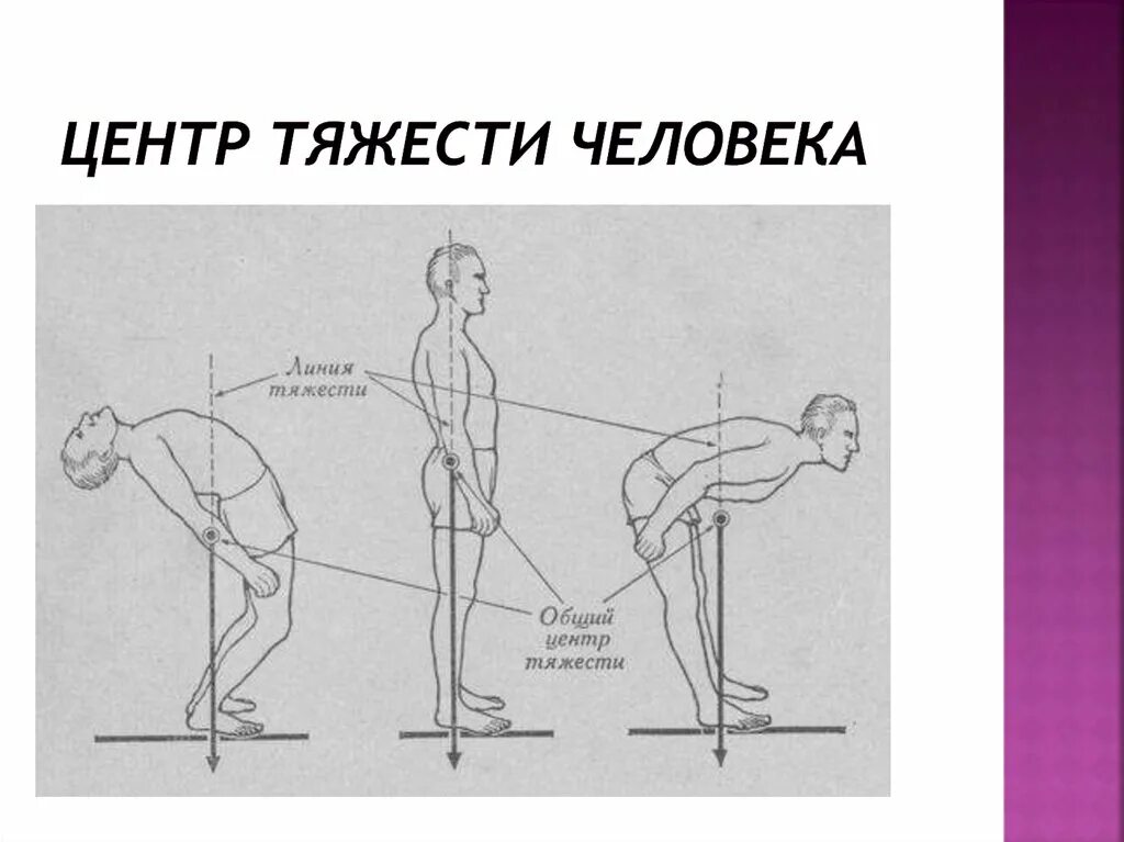 Вертикальное положение тела. Центр тяжести тела человека. Общий центр тяжести. Общий центр тяжести тела человека. Центр масс человека.