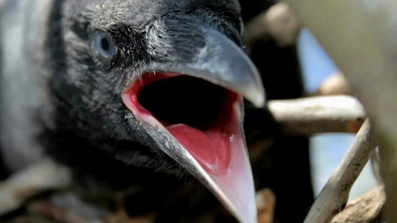 Ворона нападает. Ворона атакует. Ворона кричит.