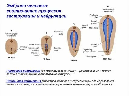 Хорда эмбриона
