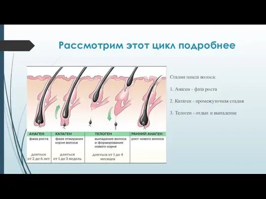Помогает Ли Сперма В Росте Волос