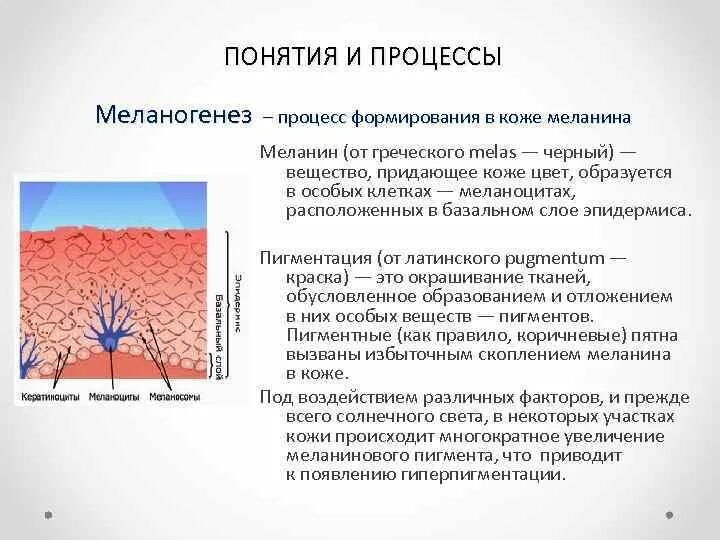 В собственно коже отсутствует пигмент. Меланин пигмент строение. Пишмент меланин вврабатывктся контками. Синтез меланина в коже схема. Клетки меланина в коже.