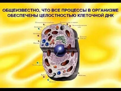 Целостность клеток