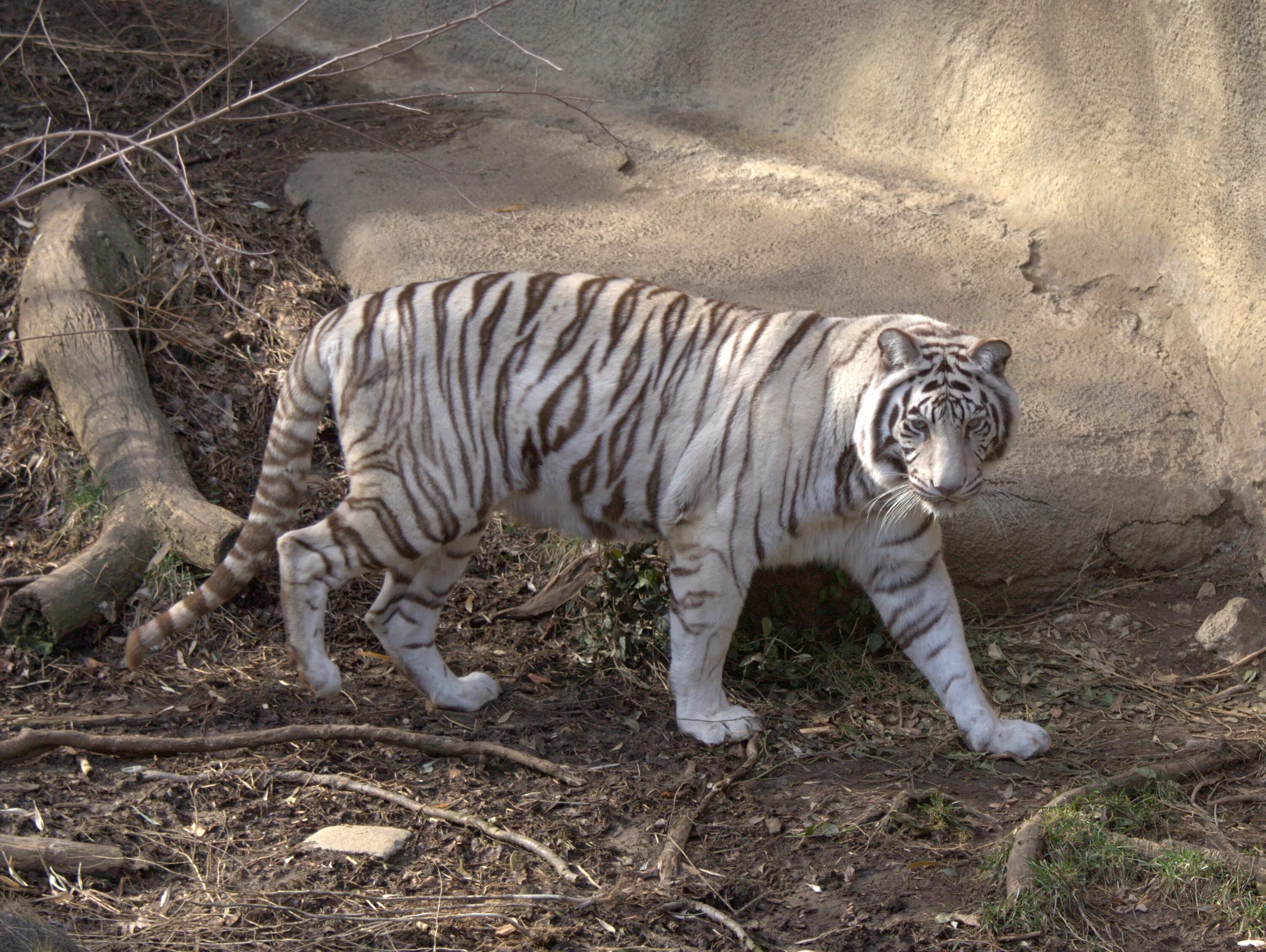 Тигры живущие в россии. Амурский тигр белый. Амурский тигр живет. Амурский тигр фото. Амурский тигр обитание.