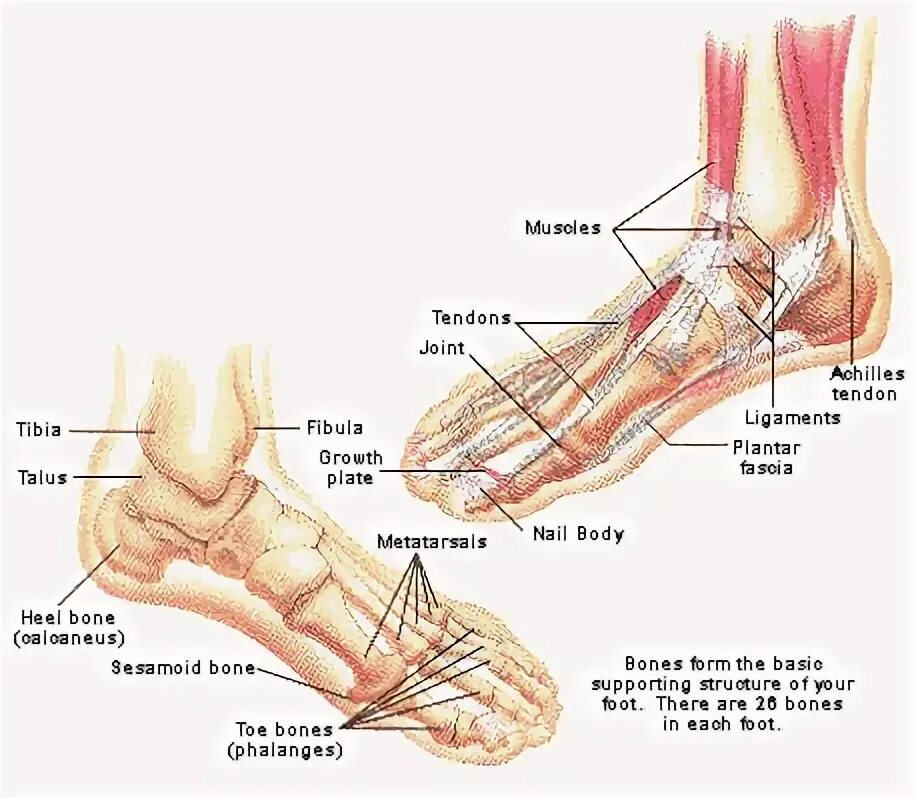 Foot parts. Строение стопы. Строение ступни. Строение стопы человека. Ступня ноги строение.