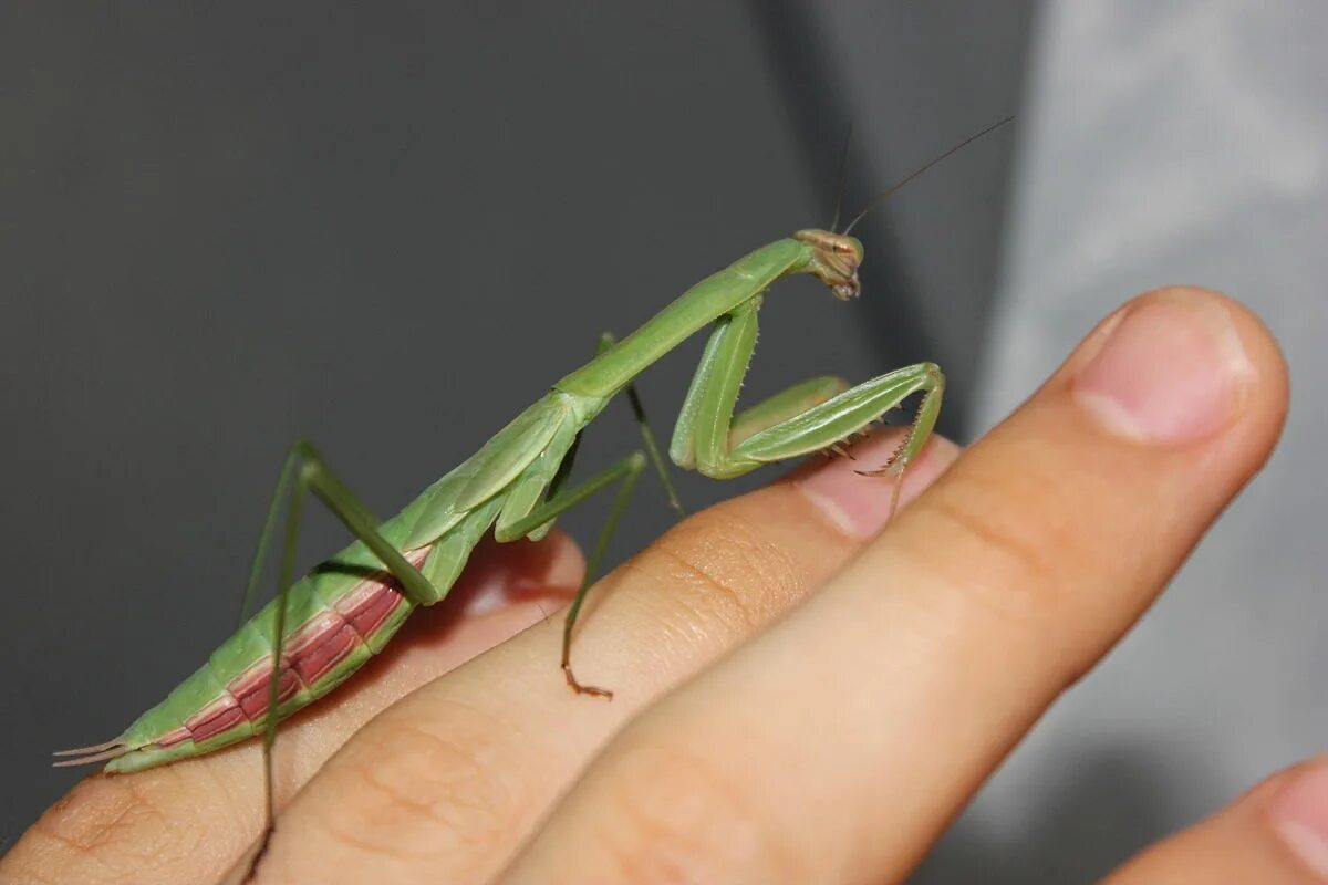 Маленьких богомолов. Tenodera sinensis. Tenodera sinensis богомол. Китайский богомол. Сперматофор богомола.