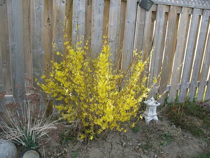 Forsythia × intermedia 'Minigold' - Форзиция промежуточная "Миниголд" и крупноме