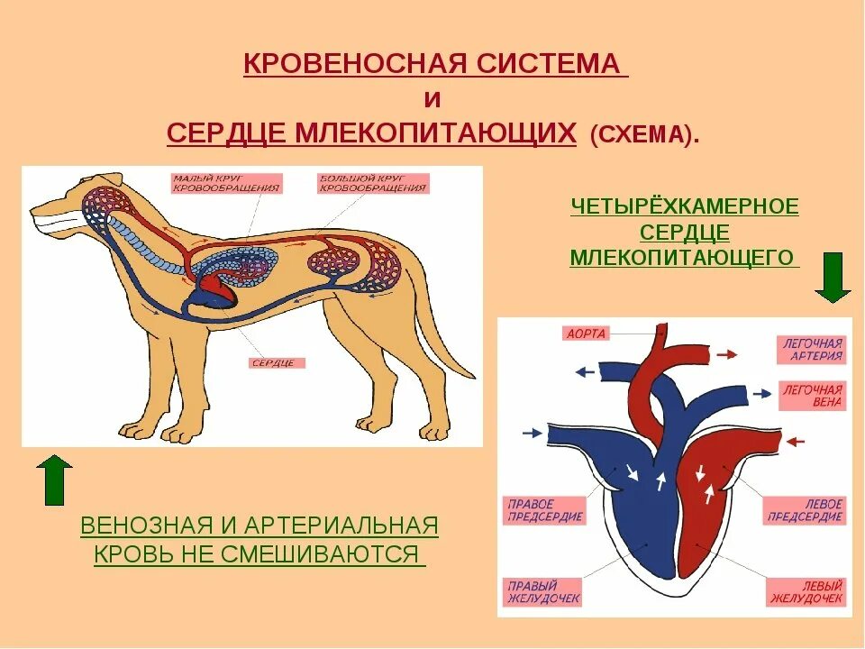 У каких животных четырехкамерное. Схема строения сердца и кровеносной системы млекопитающих. Кровеносная система млекопитающих 7 класс биология. Кровеносная система собаки биология 7 класс. Кровеносная система млекопитающих схема биология 7.