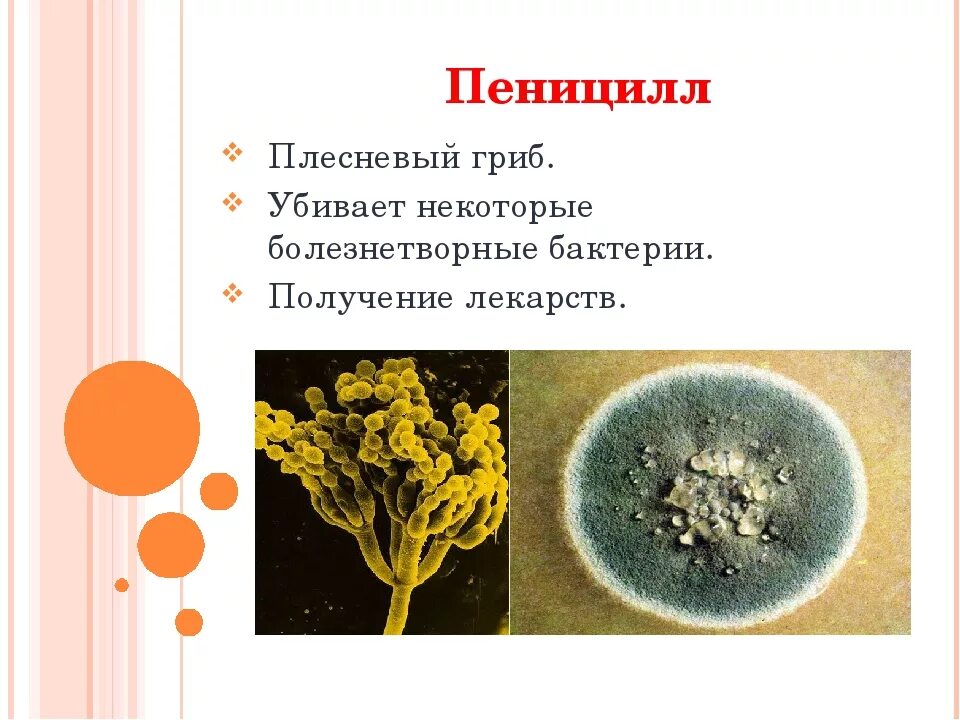 Какое значение гриба пеницилла в жизни человека. Пеницилл царство. Плесневый гриб пеницилл. Гриб пеницилл и бактерии. Плесневого гриба пеницилла.