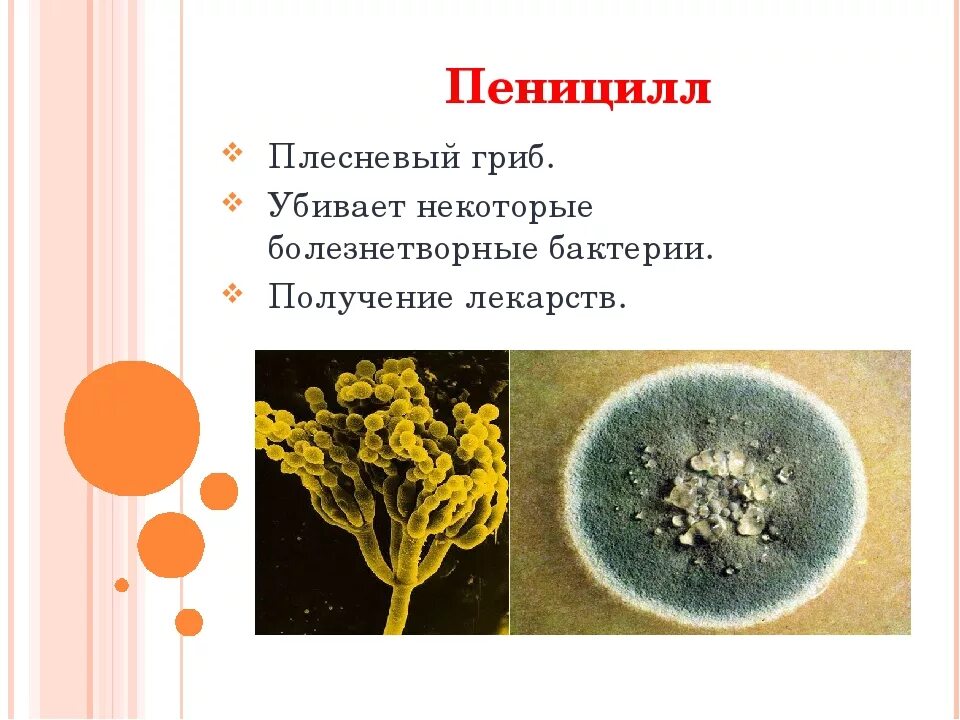 Пеницилл имеет значение. Пеницилл царство. плесневый гриб пеницилл. гриб пеницилл и бактерии. грибница гриба пеницилл.