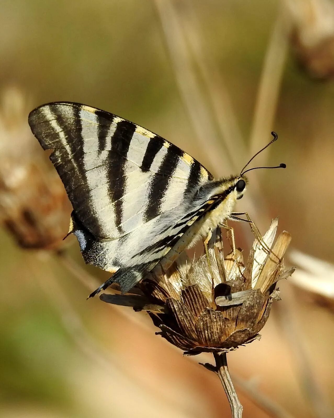Подалирий (Iphiclides podalirius) Дикий Юг - природа Юга России Дзен