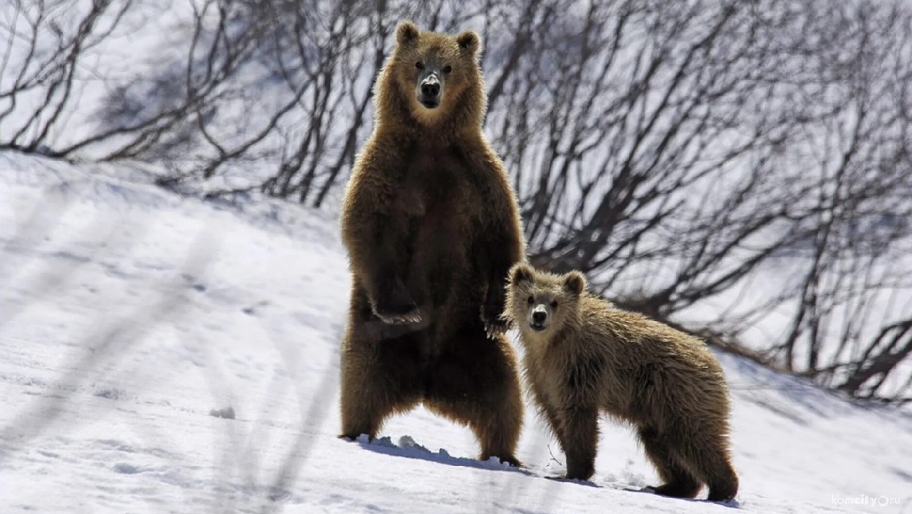 Когда просыпаются медведи в сибири. Дикие животные Сибири. Дикие животные весной. Медведь зимой.