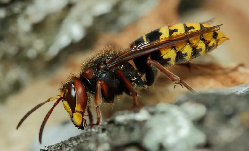 Как называется оса. Шершень vespa crabro. шершни отряд перепончатокрылые. сколия гигантская черный шершень. оса сколия обыкновенная.