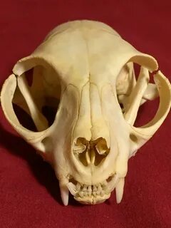 Череп кошки