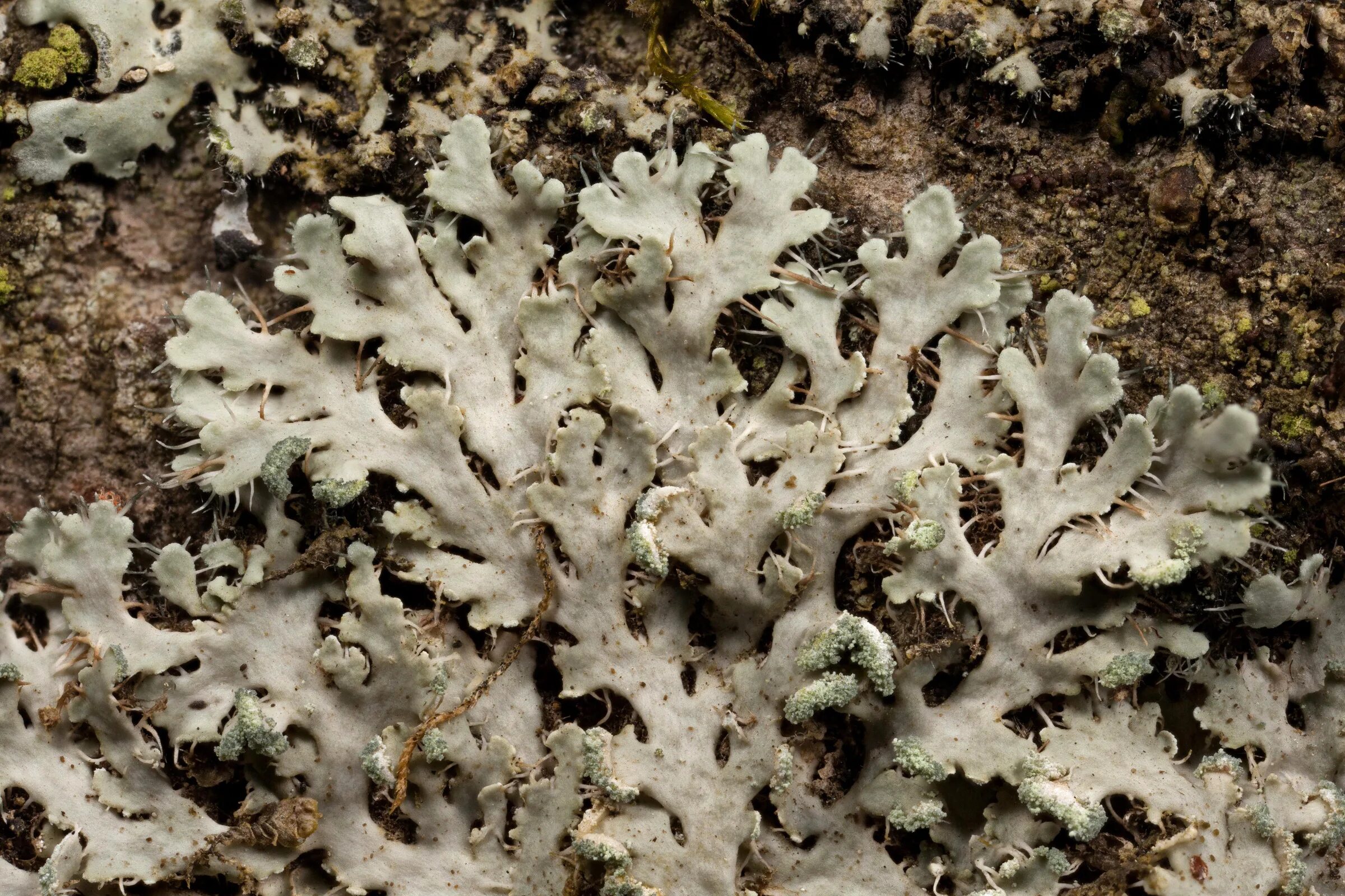 Heterodermia speciosa. Пармелия Жемчужная Parmelia perlata. Гетеродермия красивая. Накипные лишайники Арктики.