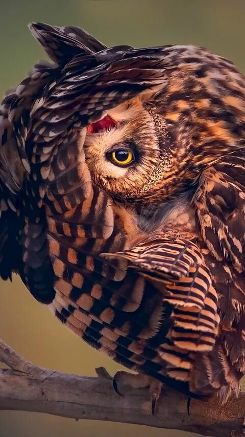 Сетка для курятника. Ловля птиц. Сетка для кур от ястребов. Сетка от хищных птиц. Сетка для цыплят от хищных птиц.