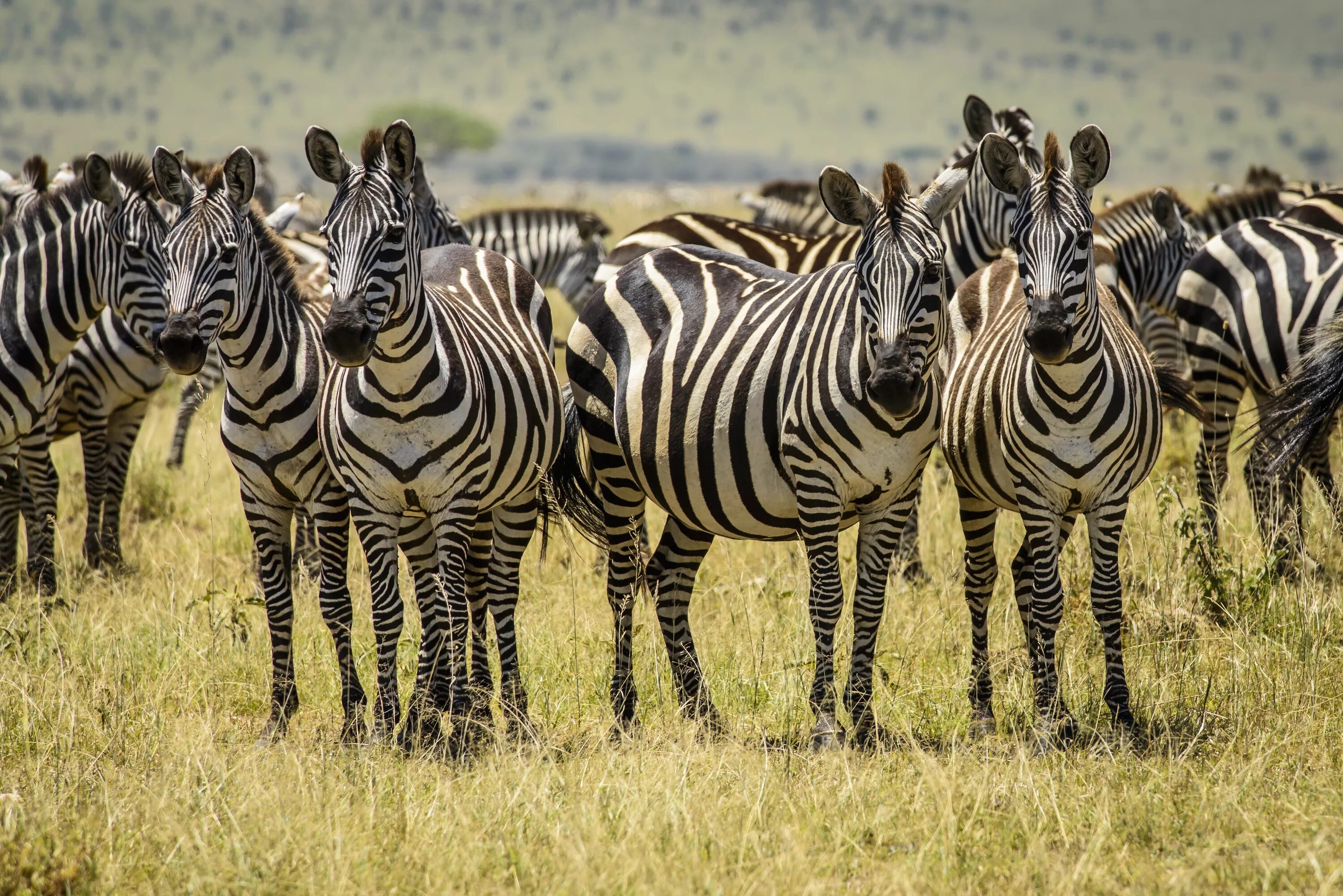 Животные Африки Зебра. Стадо зебр. Много зебр. Популяция зебр. Зебра живет в африке
