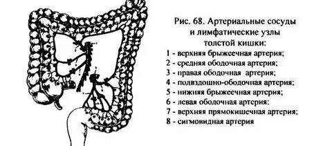Лимфоузлы кишки