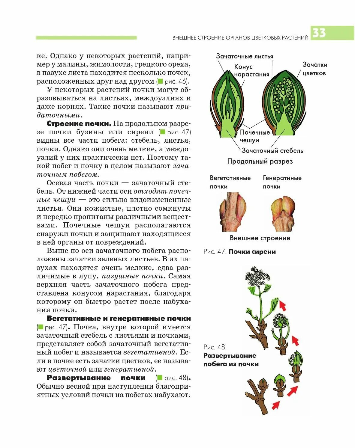 6. Внешнее строение листа. Пасечник. 6 класс. Учебник