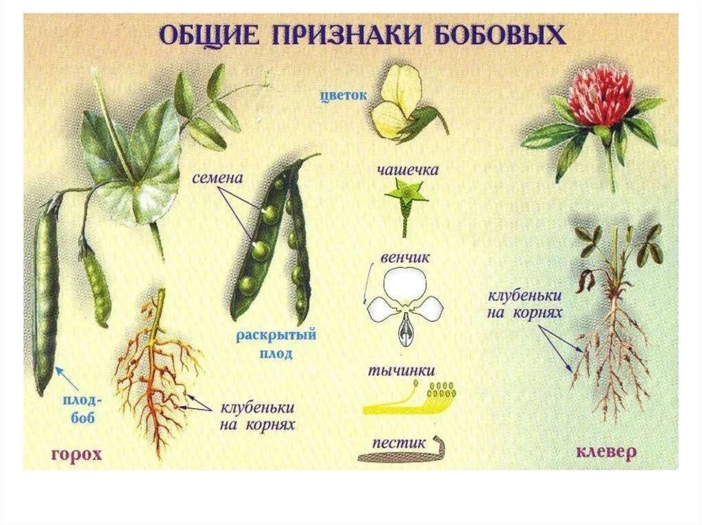 Тип листьев у гороха