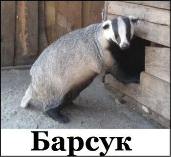 Барсук зоопарк