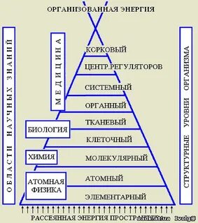 Соподчинение элементов в организме человека