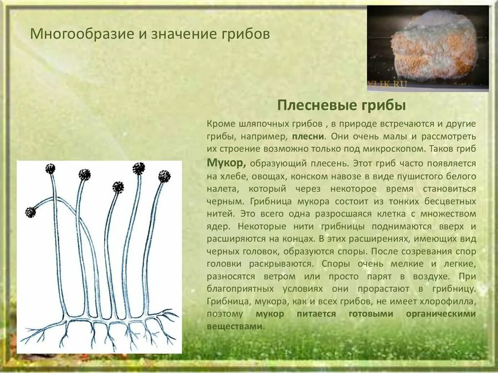 Шляпочные грибы плесневые грибы гриб пеницилл. Строение плесневого гриба пеницилла. Гриб мукор биология. Многообразие грибов строение плесневых грибов. Плесневый гриб мукор относится к