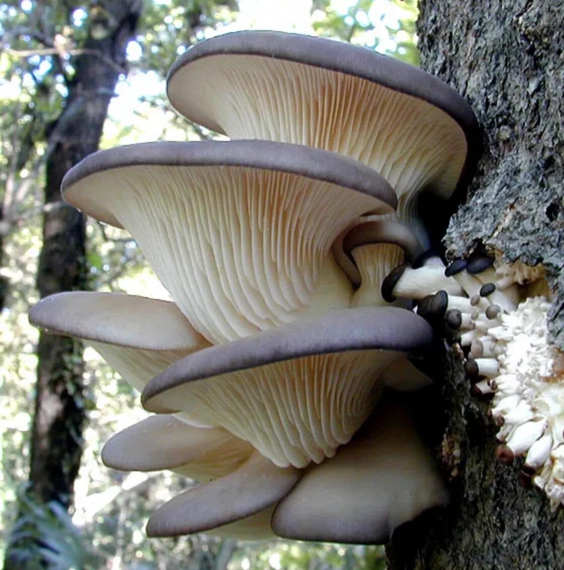 Вешенки фото. Вешенка обыкновенная (Pleurotus ostreatus). Вёшенка обыкновенная. Вёшенка обыкновенная грибы. Вешенка обыкновенная гриб.