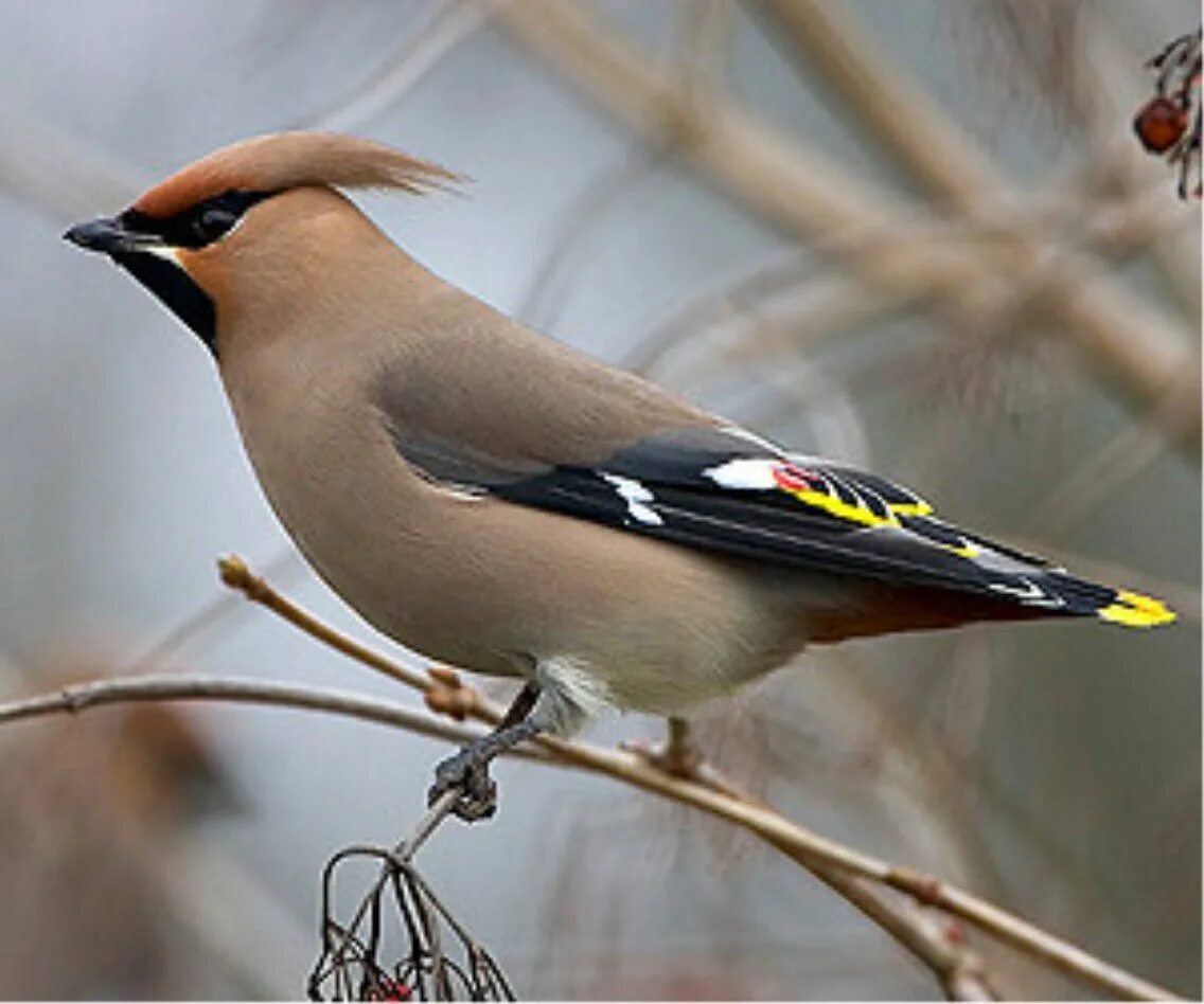 Свиристель (Ampelis garrulus). Свиристель обыкновенный (Bombycilla garrulus). Хохлатая свиристель. Дрозд с хохолком.