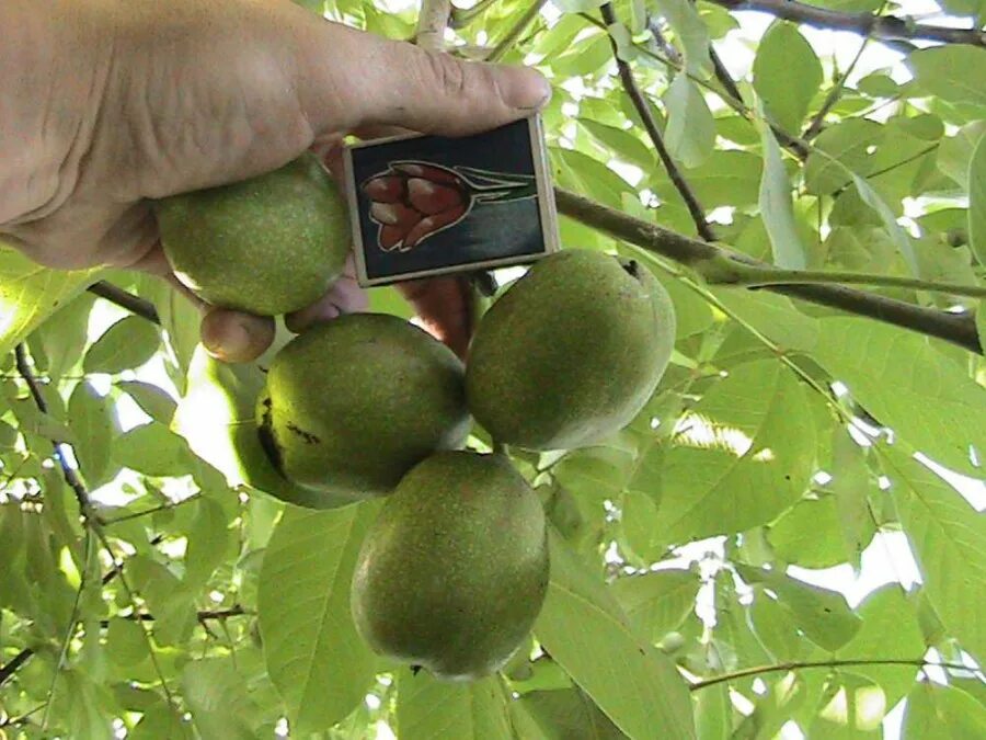 Грецкий орех сорт идеал. Левина. Орех грецкий скороплодный идеал. Сорт тонкокорого грецкого ореха. Грецкий орех чандлер карликовый.