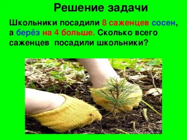Посадили 8 лип а берез. Посадили 8 лип а берез. Сколько всего лип и берез схема задачи. Около школы посадили 8 лип а берез. Посадили 8 лип а берез.