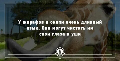 4 факта о животных