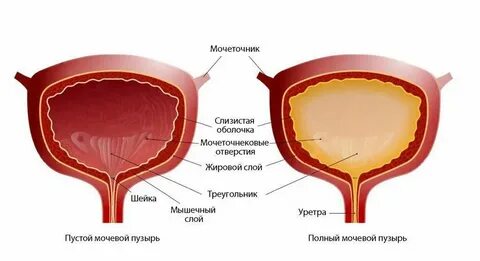 Уретра у мужчин и женщин