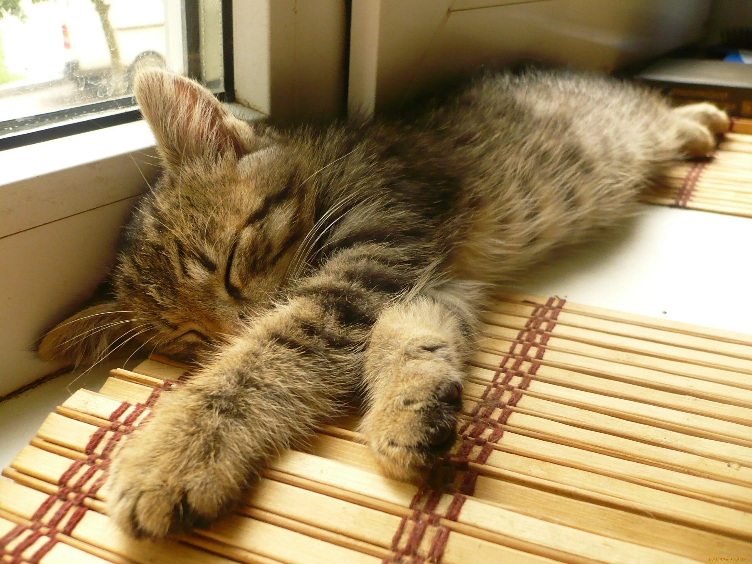 Спящие кошки фото. Спящие котята. Котик лежит. Спящий котик.