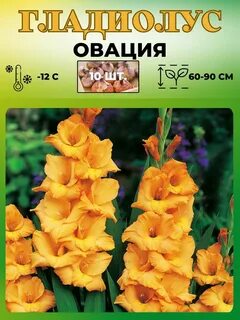 Голландские гладиолусы