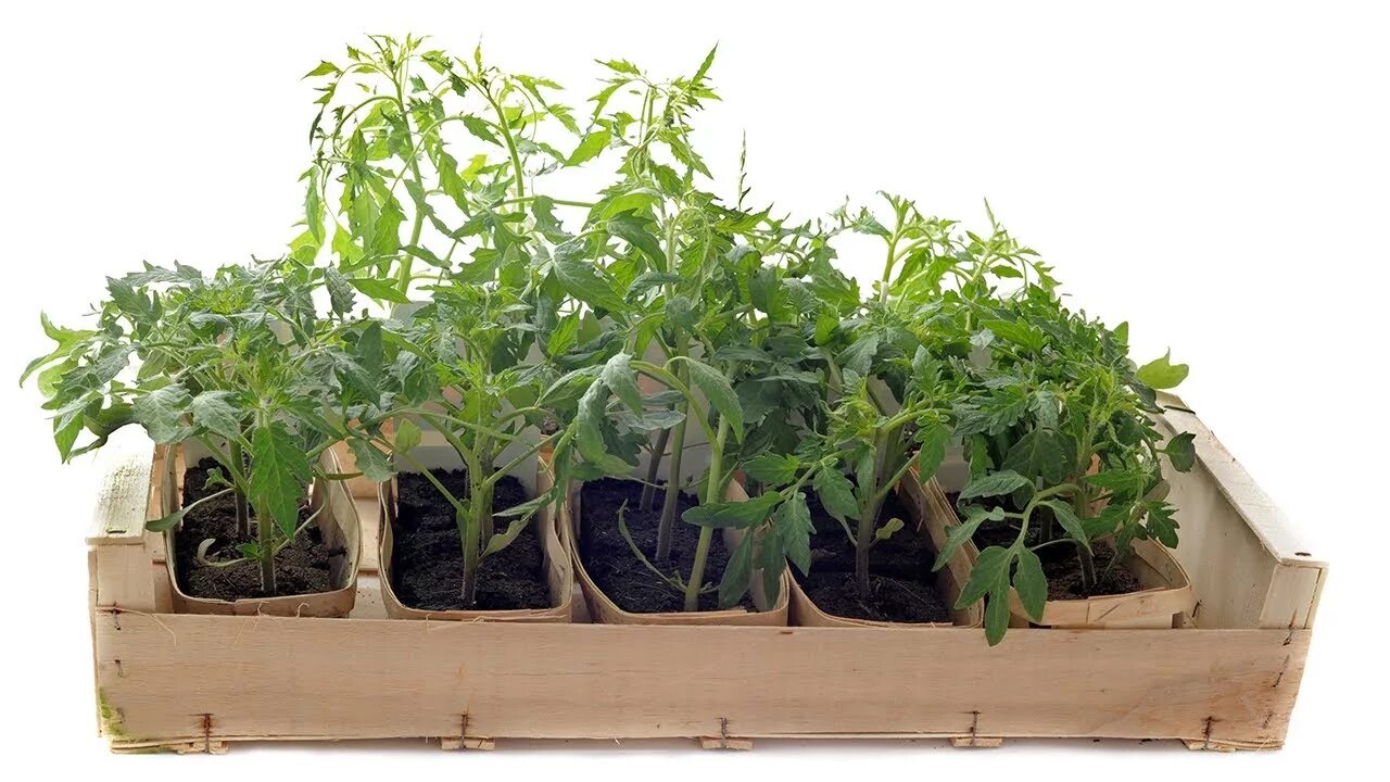 Size grow