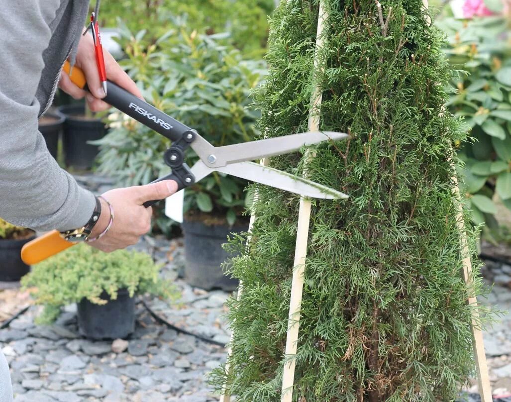 Туя брабант подстрижка. Формировка туи смарагд. Туя смарагд обрезка верхушки. Туи смарагд топиар. Можно ли обрезать тую.