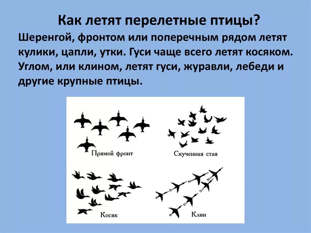 Куда летят гуси весной в россии. Виды перелета птиц. Как летают птицы. Как летают перелетные птицы. Птицы улетают шеренгой.