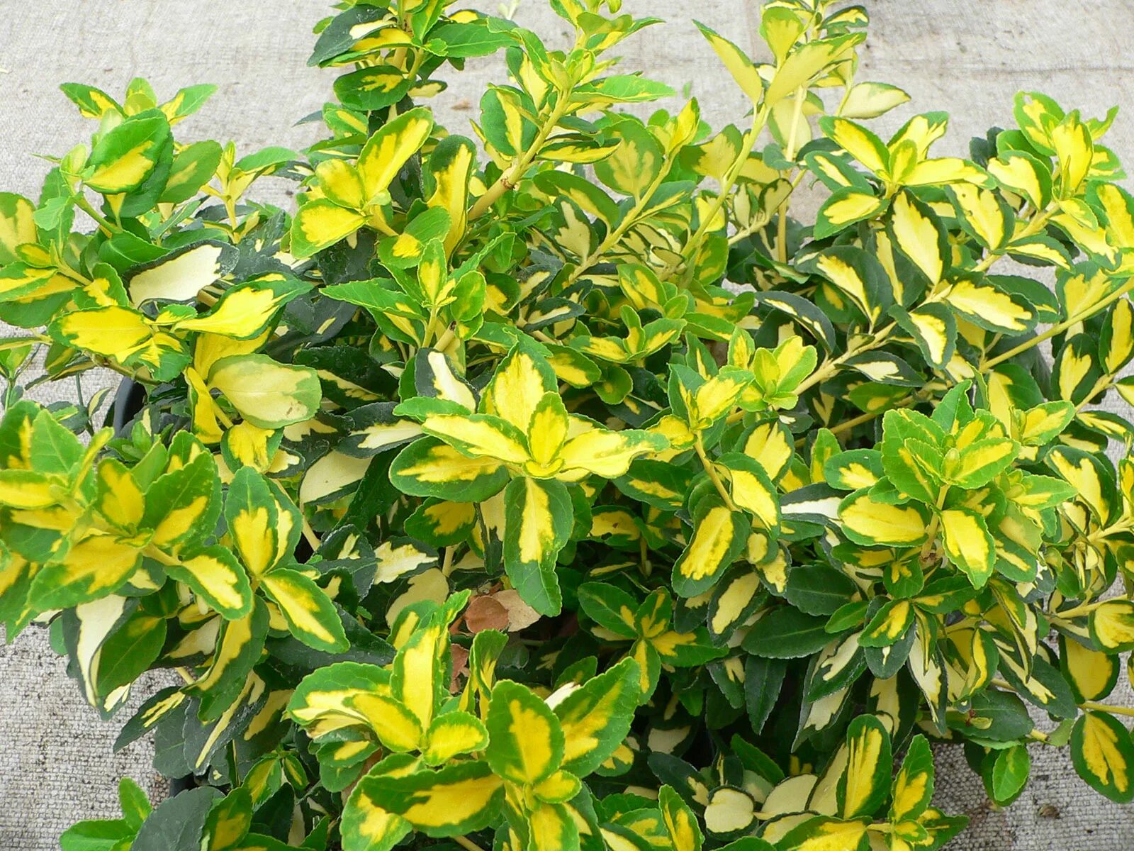 вербейник реснитчатый файркрекер. акация альбиция ( мимоза ). растение с желтыми листочками. растение с желтыми листочками. гельземий вечнозелёный.